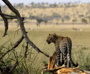 Once-in-a-Lifetime Tanzania Safari Vacations