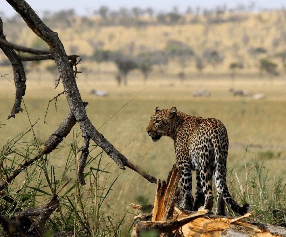 Once-in-a-Lifetime Tanzania Safari Vacations